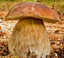 10g Pilzzucht Mycel Myzel