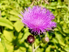 + 2.000 Samen Mariendistel Silybum marianum Distel Wildblume Heilpflanze Saatgut