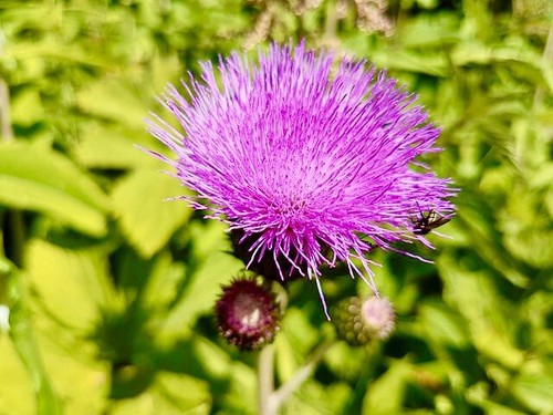000 samen mariendistel - +,