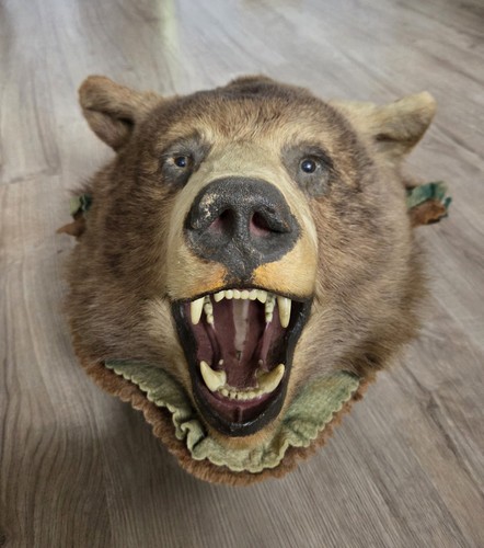 Schwarzbär präparat kopf - schwarzbär,