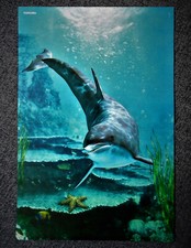 Delfin oder Delphin - A3