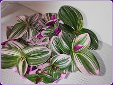Dreimasterblume Tradescantia