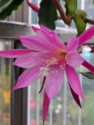 Epiphyllum blattkaktus kodi - blattkaktus, "kodi