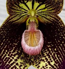 Dracula vampyra Hybride Spezialtopf Orchidee Orchideen Masdevallia