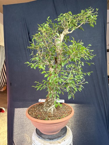Feldulme bonsai prebonsai - feldulme,