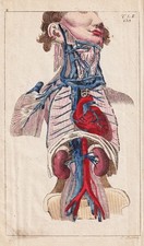 Menschliche Organe organs