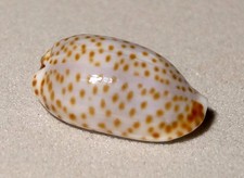 Meeresschnecke Cypraea irrorata  -Tuamotu Archipel-  shell Muschel
