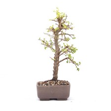 BONSAI Japanische Ulme 'Ulmus
