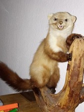Iltis Marder Wiesel ausgestopft Tierpräparat Jagdtrophäe Rarität Deko