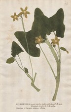 Momordica cucumber Gurke