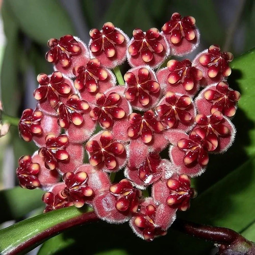 Hoya weyetii fully rooted - fully,