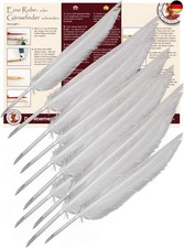 Forum Traiani Feder zum