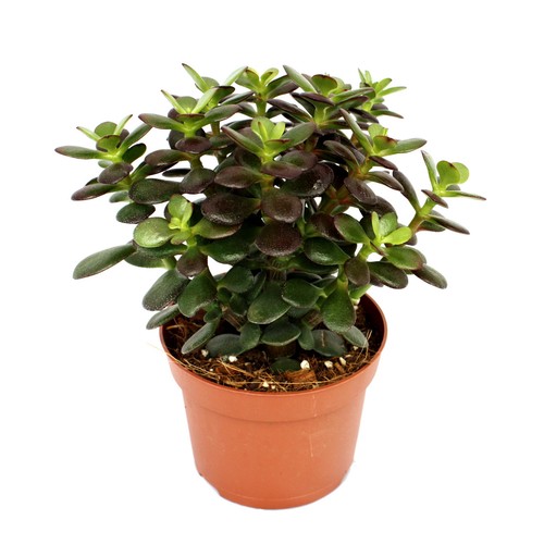Exotenherz crassula - -,