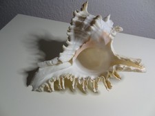 Natürlich Verzweigte Murex Muschel Shell See Schnecke Fisch Dekoration Urlaub