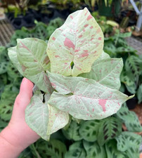 Live Milk Confetti Arrowhead