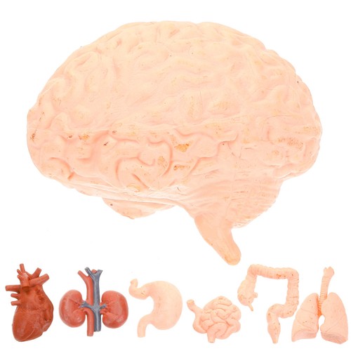 8pcs simulierte organmodelle - simulierte,