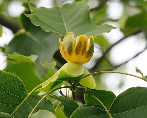 Chinesischer tulpenbaum - chinesischer,