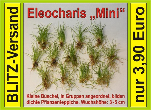 Eleocharis mini - ⭐, 20