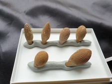 Balanocidaris glandifera -