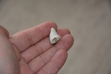 Versteinerte Steinkoralle