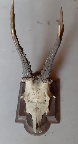 Jagdtrophäe rehbock geweih - jagdtrophäe,