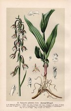 Epipactis palustris -