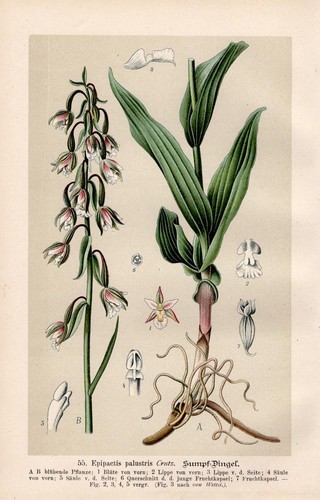 Epipactis palustris - ,