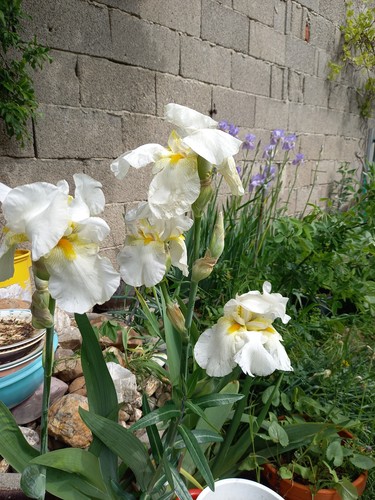 Iris lilie weiß groß - lilie,