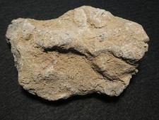 RARITÄT NÖRDLINGER RIES