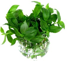 5  Ableger Tradescantia  grün  Dreimasterblume Zimmerpflanze