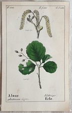 Alnus Glutinosa Ontano Nero