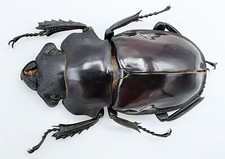 Lucanidae, Odontolabis stevensi stevensi, female, A2, 48 mm, XL, Peleng, #LU414
