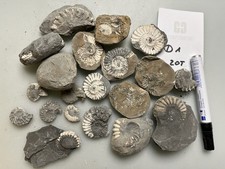 Ammoniten Pleuroceras spinatum