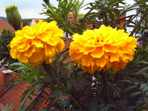 Riesen tagetes - riesen,