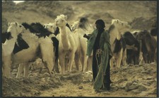 Frau von bilma - tenere, niger