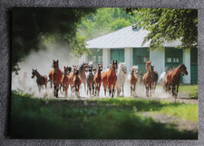 Postkarte Gestüt Janow Podlaski,Araber Pferd,Arabische Pferde,Ansichtskarte,CZ