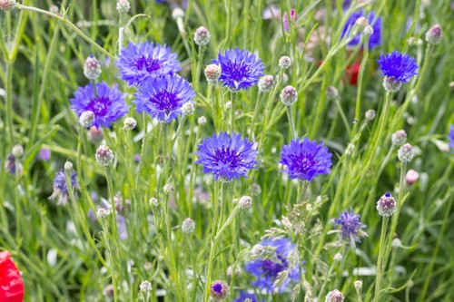 10000 samen blaue kornblume - blaue,