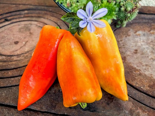 Feher paprika aus ungarn sehr - paprika,