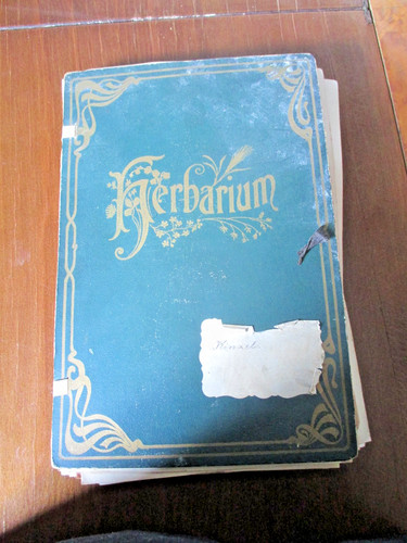 Jugendstil herbarium ca 114 - jugendstil, ,