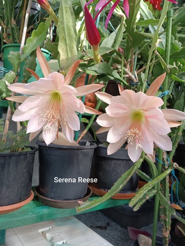Epiphyllum blattkaktus serena - epiphyllum,