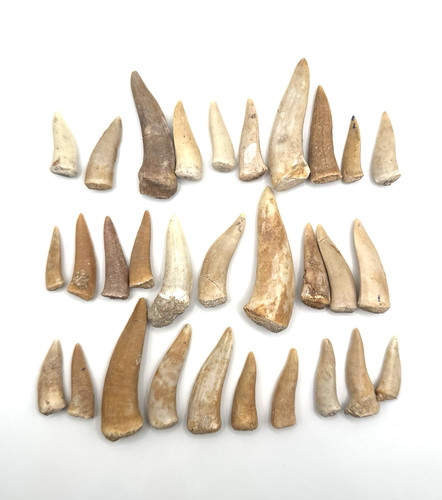 30x original enchodus libycus - 30x,