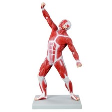 Muskelfigur Anatomie Modell 50cm Ganzkörper Körpermuskulatur auf Stativ
