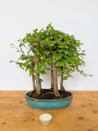 Bonsai japanische ulme wald - ulme,