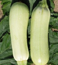 Weiße Zucchini Bianca di