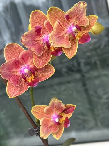 Orchidee phalaenopsis sogo - orchidee,