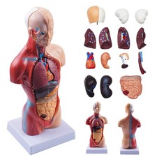 Anatomiemodell Torso 28cm