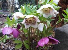 50 Same Christrose Lenzrose Schneerose MIX Frühblüher Bodendecker winterhart