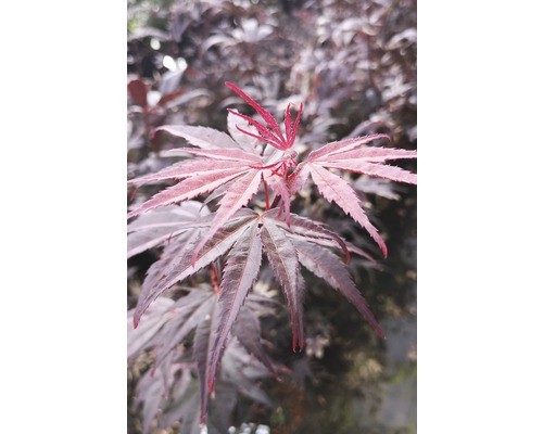 Fächerahorn floraself acer - fächerahorn,