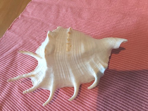 Lambis muschel gemeine - lambis-,