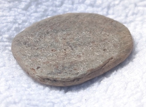 Versteinertes holz mit pyrit - versteinertes,